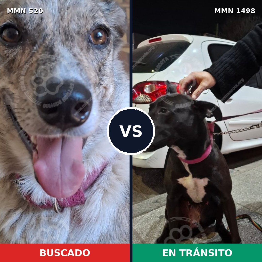 Comparativa MMS 26589: mascota perdida y mascota encontrada, 52% de similitud