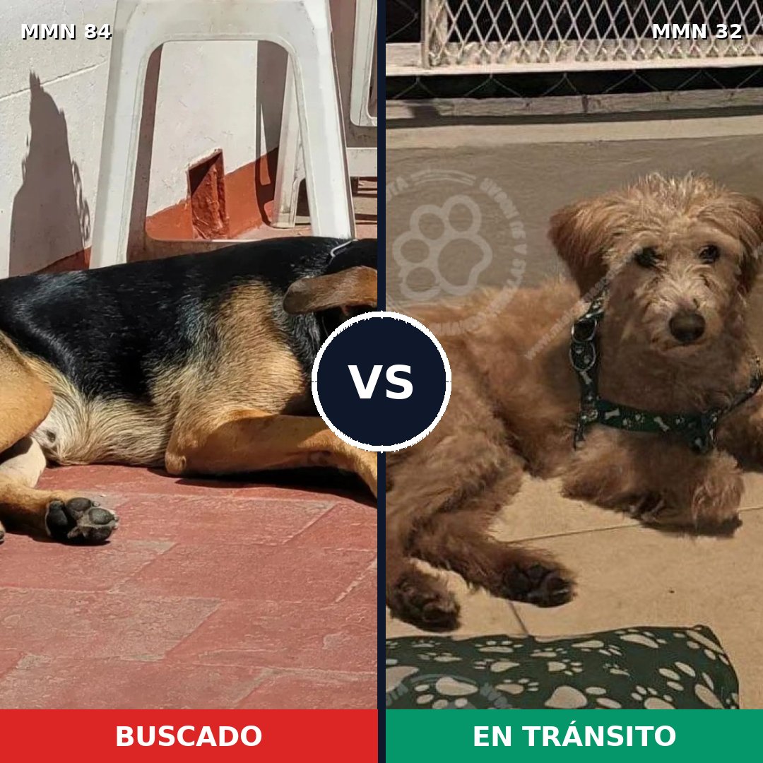 Comparativa MMS 2659: mascota perdida y mascota encontrada, 59% de similitud