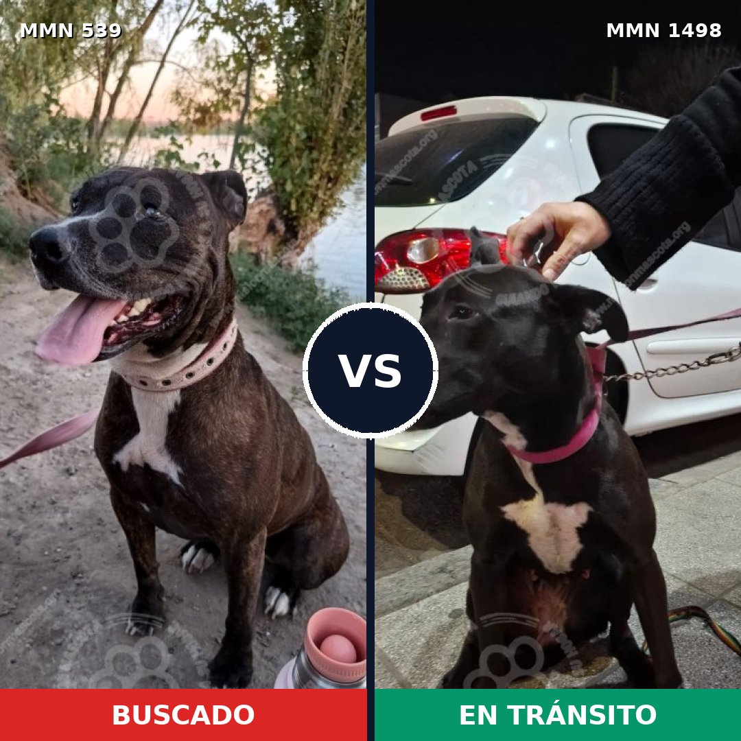 Comparativa MMS 26590: mascota perdida y mascota encontrada, 45% de similitud