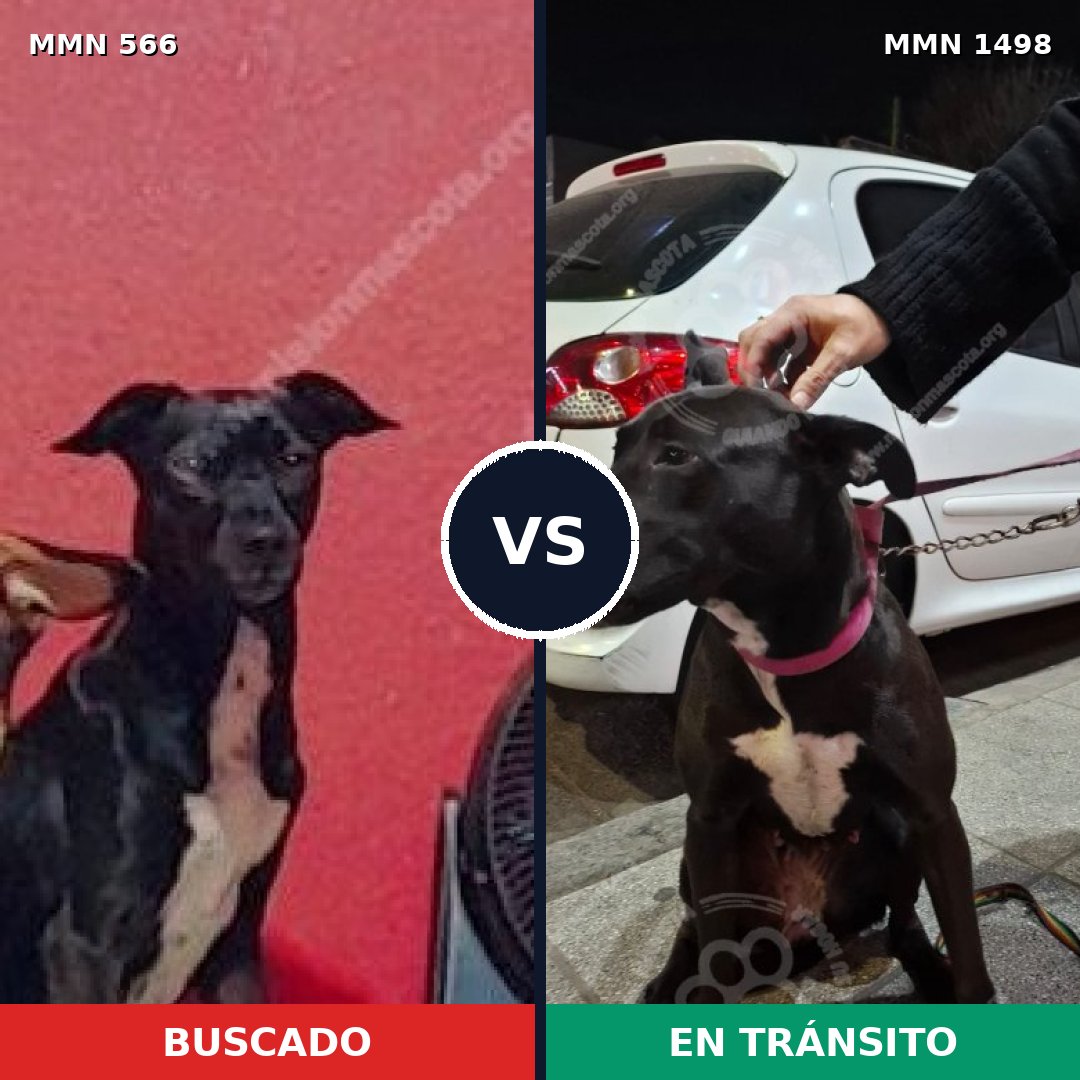 Comparativa MMS 26591: mascota perdida y mascota encontrada, 89% de similitud