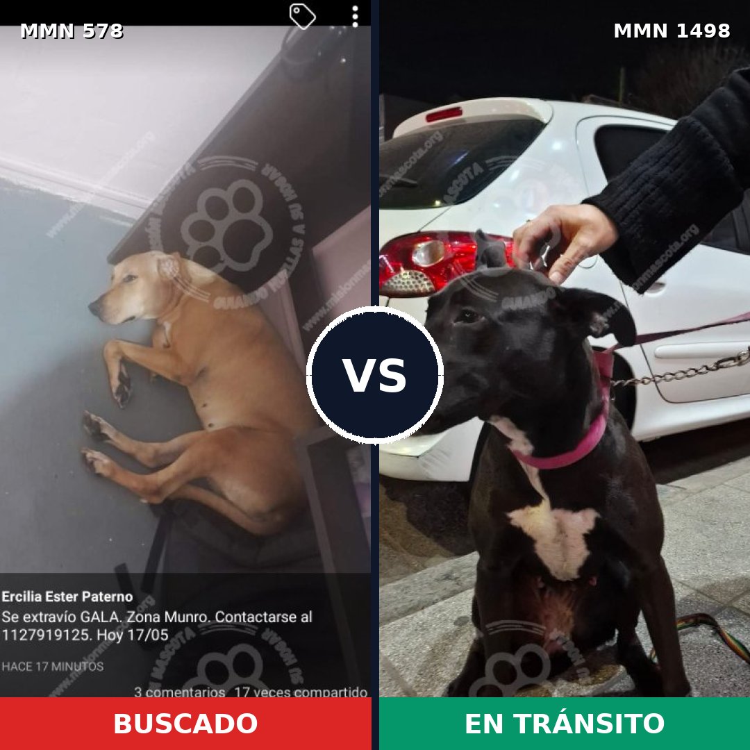 Comparativa MMS 26592: mascota perdida y mascota encontrada, 64% de similitud