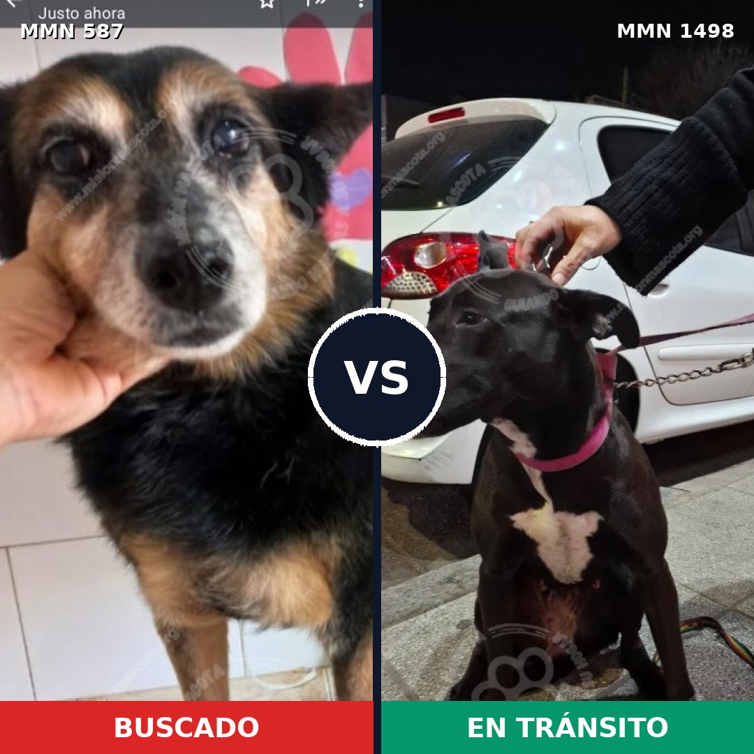 Comparativa MMS 26593: mascota perdida y mascota encontrada, 80% de similitud