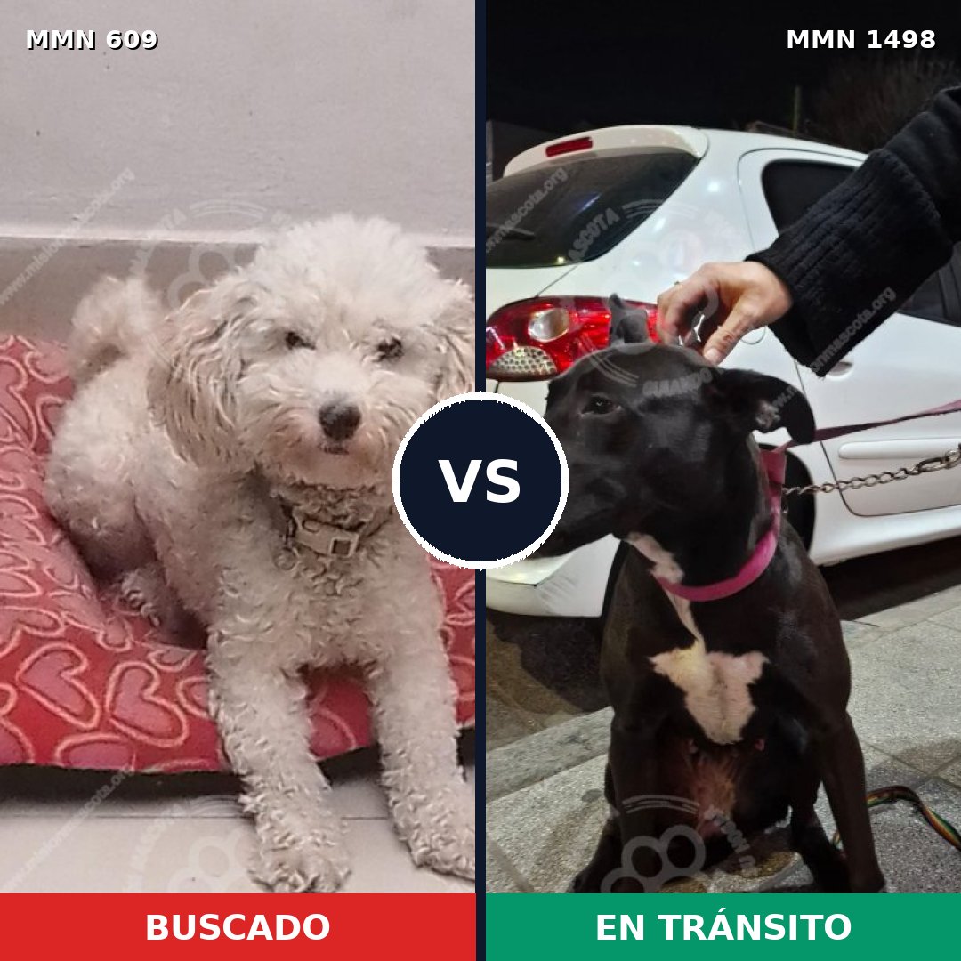 Comparativa MMS 26596: mascota perdida y mascota encontrada, 46% de similitud