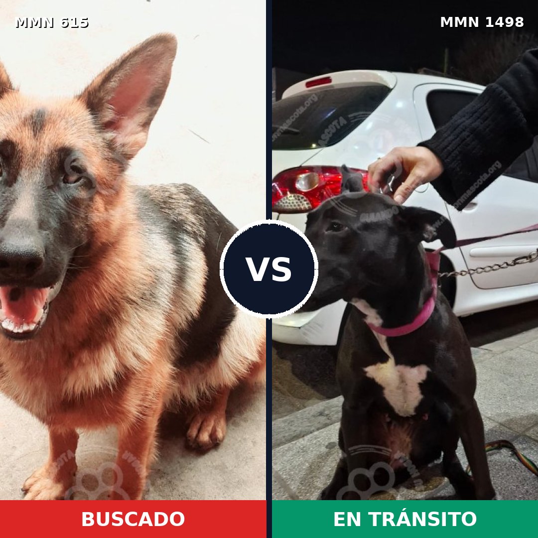 Comparativa MMS 26597: mascota perdida y mascota encontrada, 38% de similitud