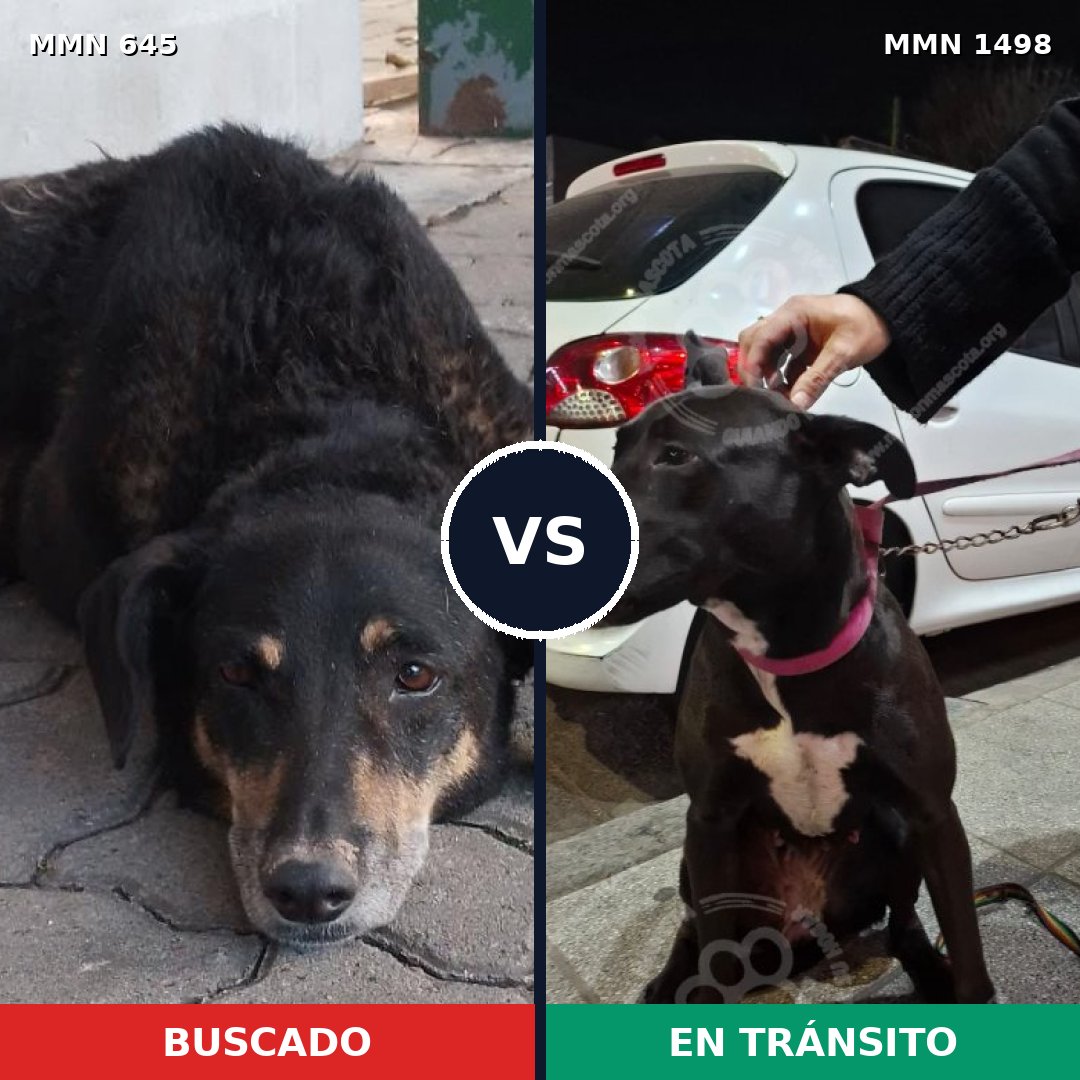 Comparativa MMS 26599: mascota perdida y mascota encontrada, 73% de similitud