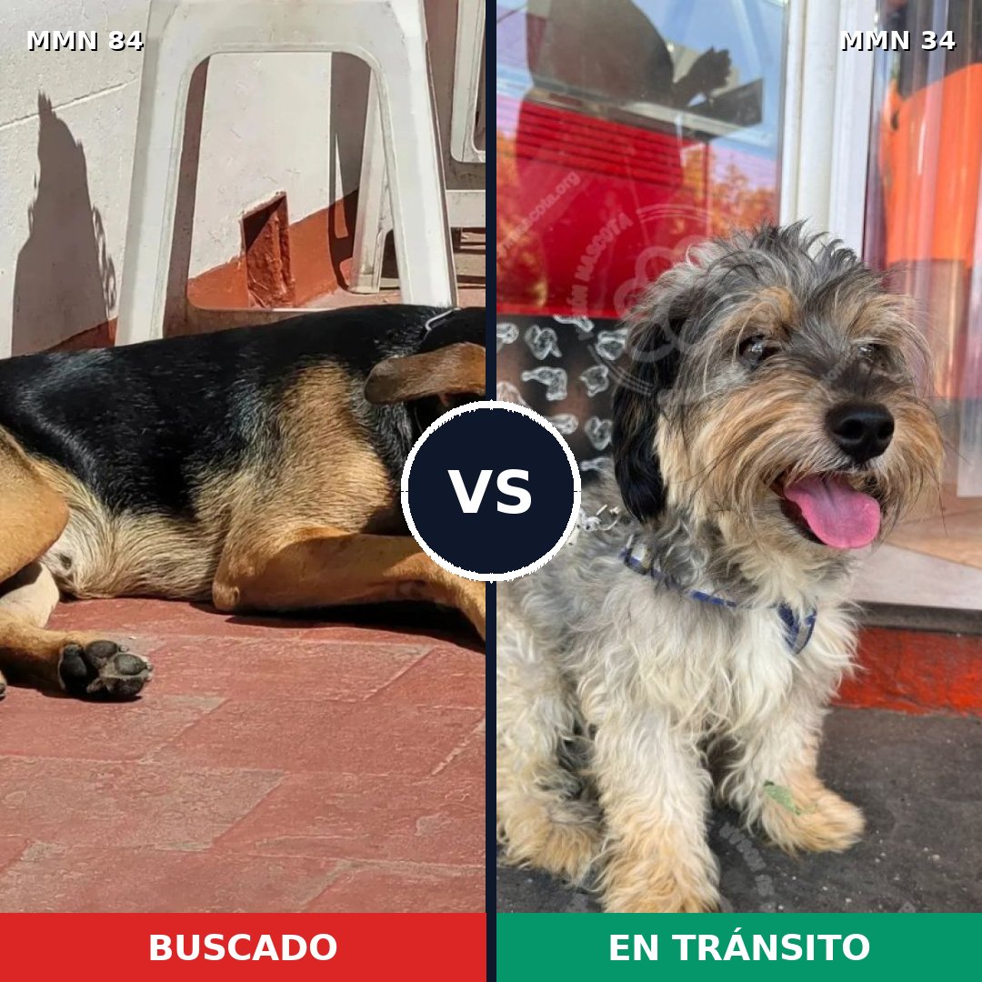 Comparativa MMS 2660: mascota perdida y mascota encontrada, 50% de similitud
