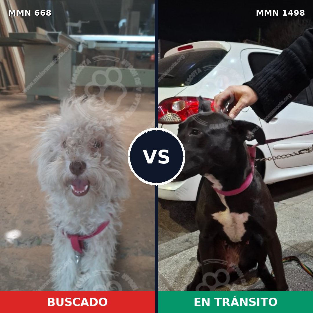 Comparativa MMS 26600: mascota perdida y mascota encontrada, 52% de similitud