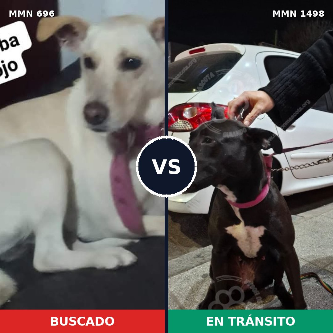 Comparativa MMS 26601: mascota perdida y mascota encontrada, 36% de similitud