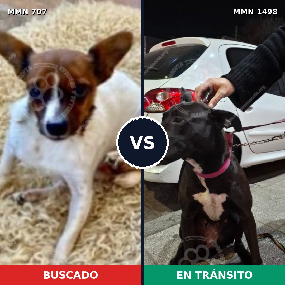 Comparativa MMS 26602: mascota perdida y mascota encontrada, 25% de similitud