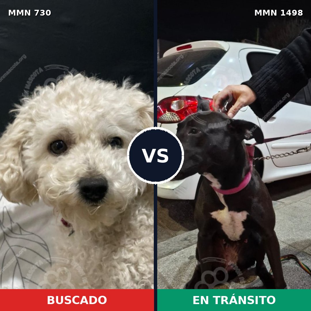 Comparativa MMS 26604: mascota perdida y mascota encontrada, 27% de similitud