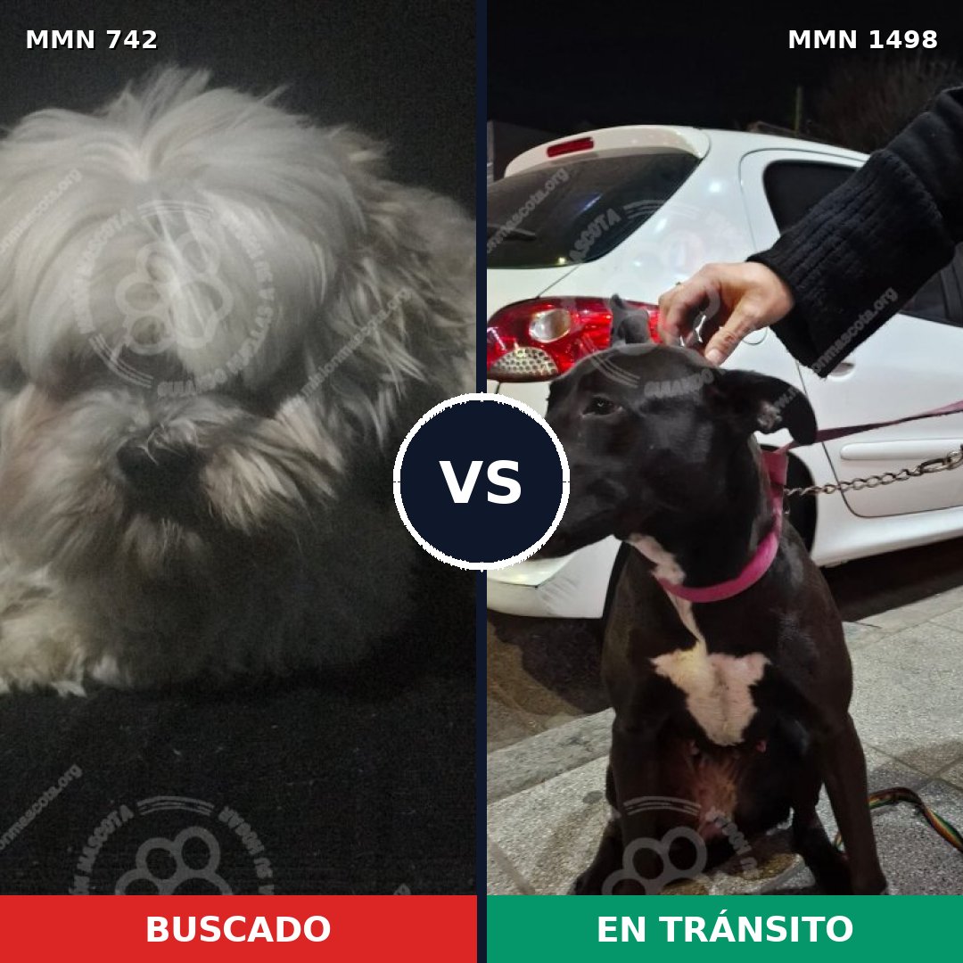 Comparativa MMS 26605: mascota perdida y mascota encontrada, 39% de similitud