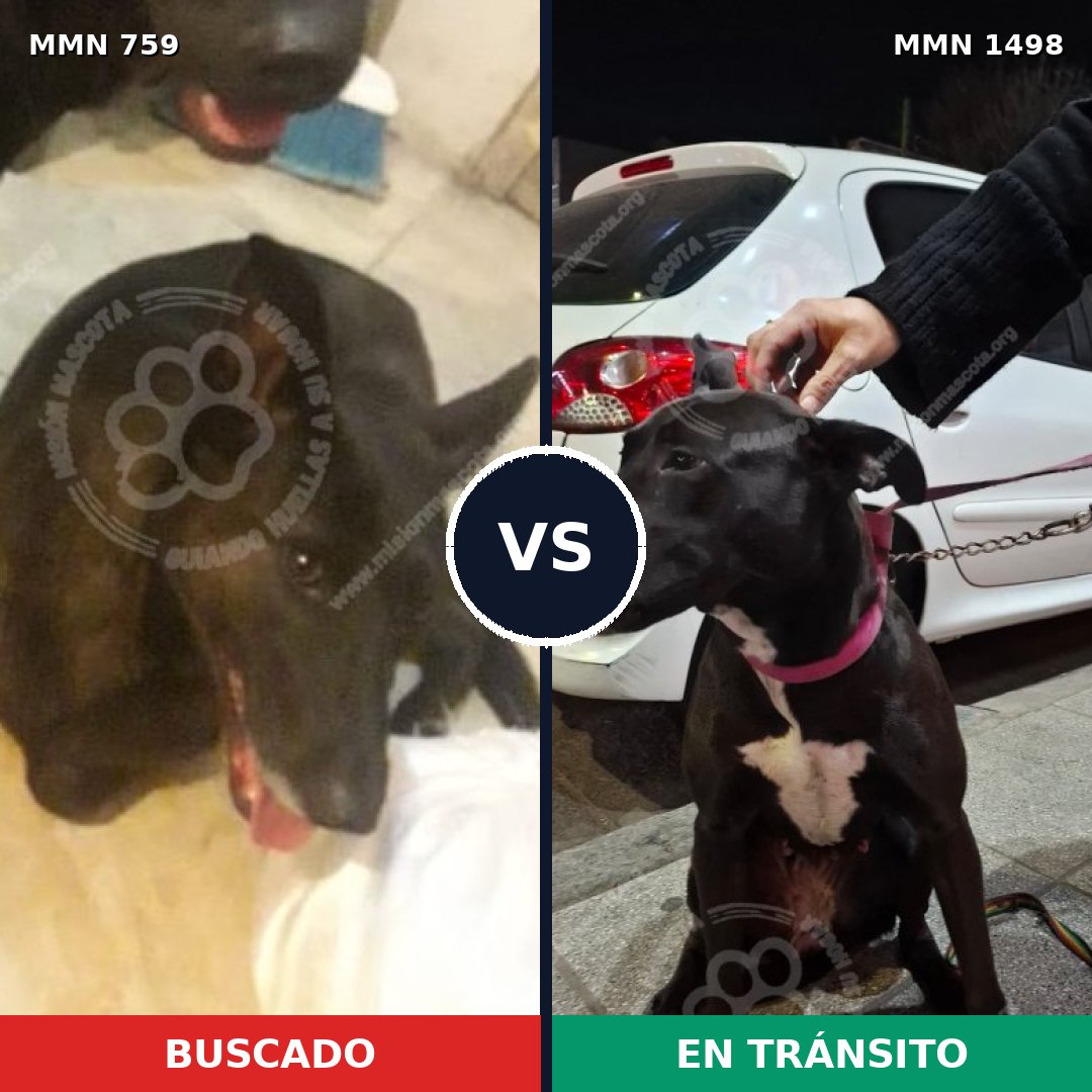 Comparativa MMS 26606: mascota perdida y mascota encontrada, 56% de similitud