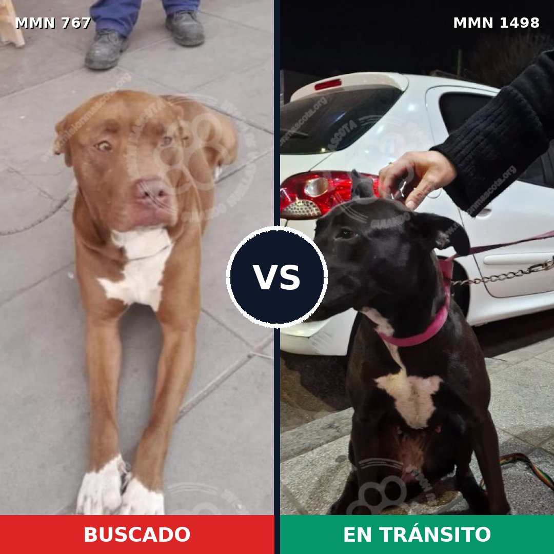 Comparativa MMS 26608: mascota perdida y mascota encontrada, 52% de similitud