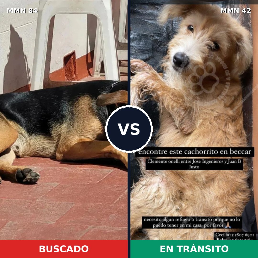 Comparativa MMS 2661: mascota perdida y mascota encontrada, 46% de similitud