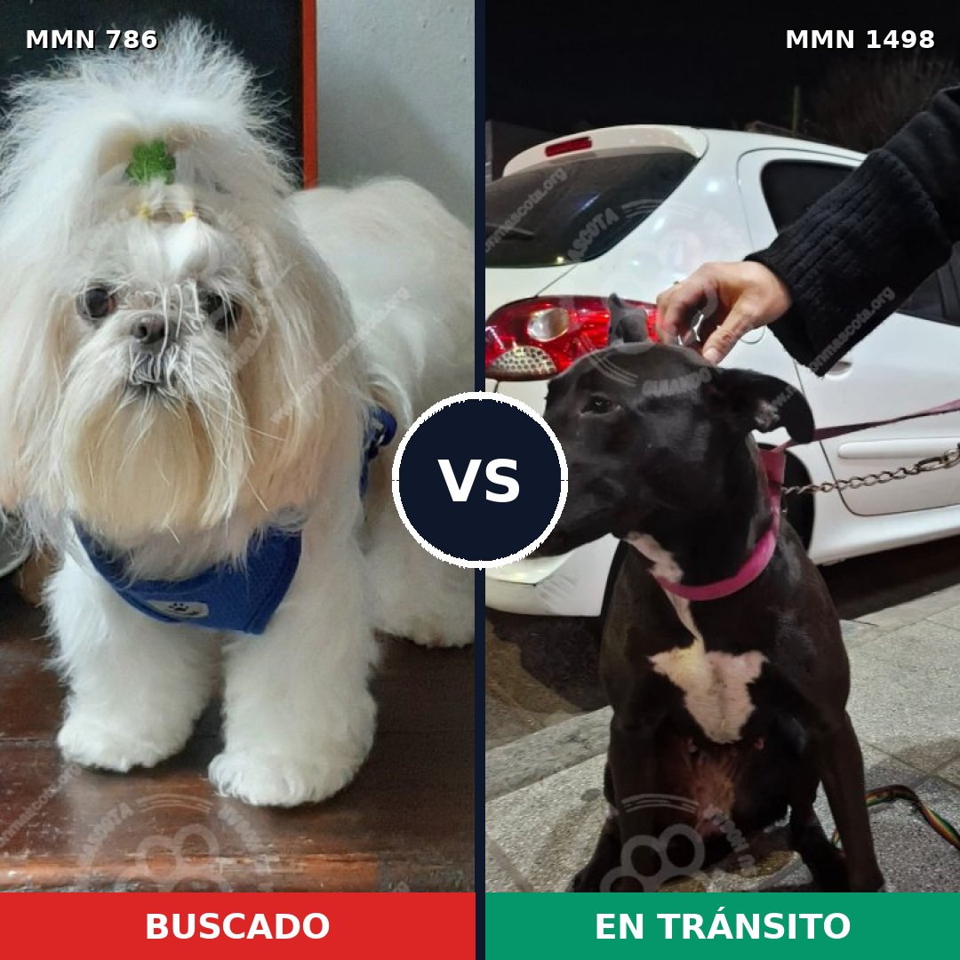 Comparativa MMS 26611: mascota perdida y mascota encontrada, 33% de similitud