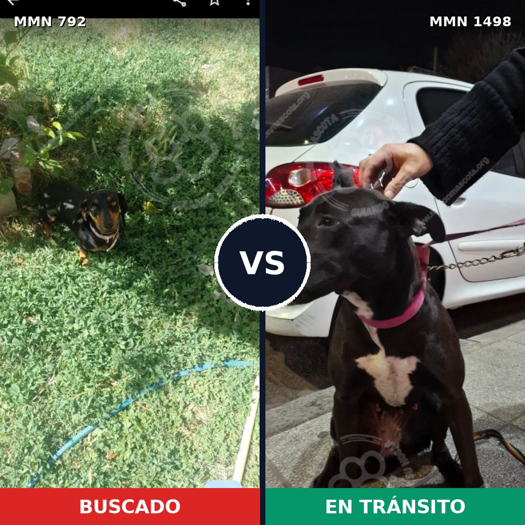 Comparativa MMS 26612: mascota perdida y mascota encontrada, 26% de similitud