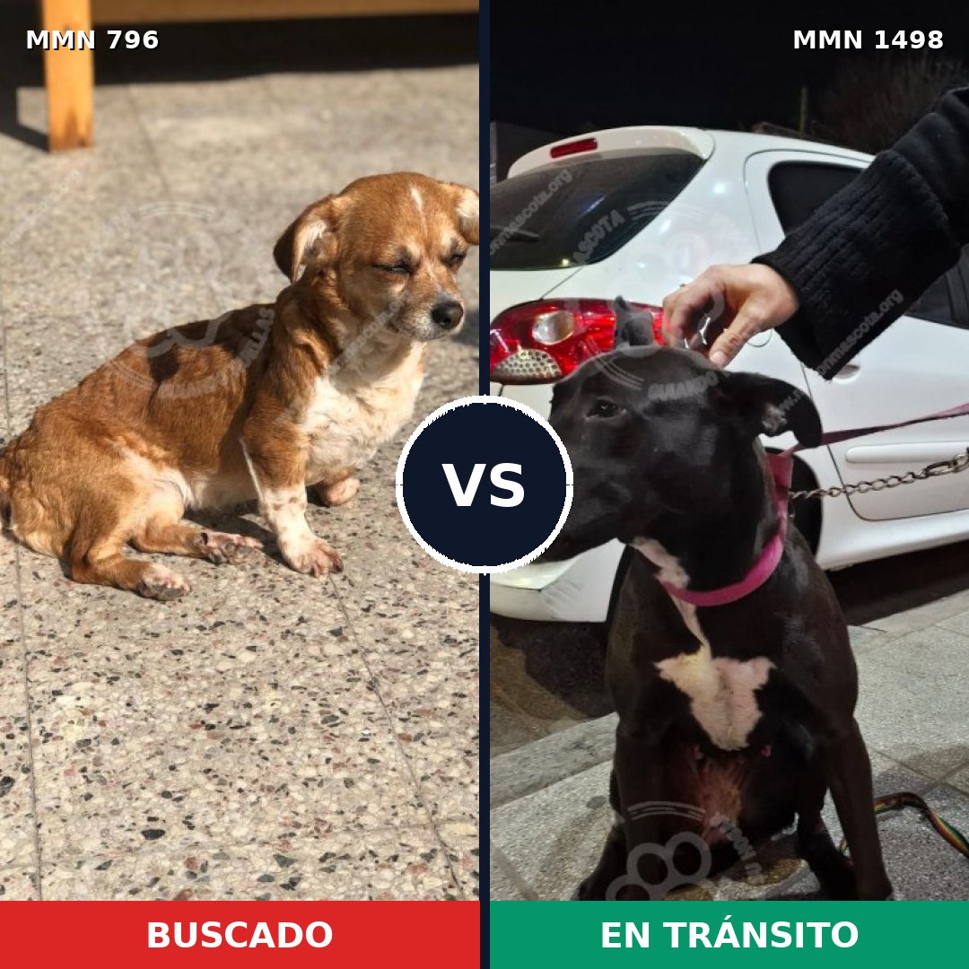 Comparativa MMS 26613: mascota perdida y mascota encontrada, 62% de similitud