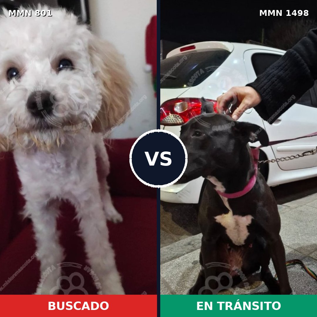 Comparativa MMS 26614: mascota perdida y mascota encontrada, 43% de similitud
