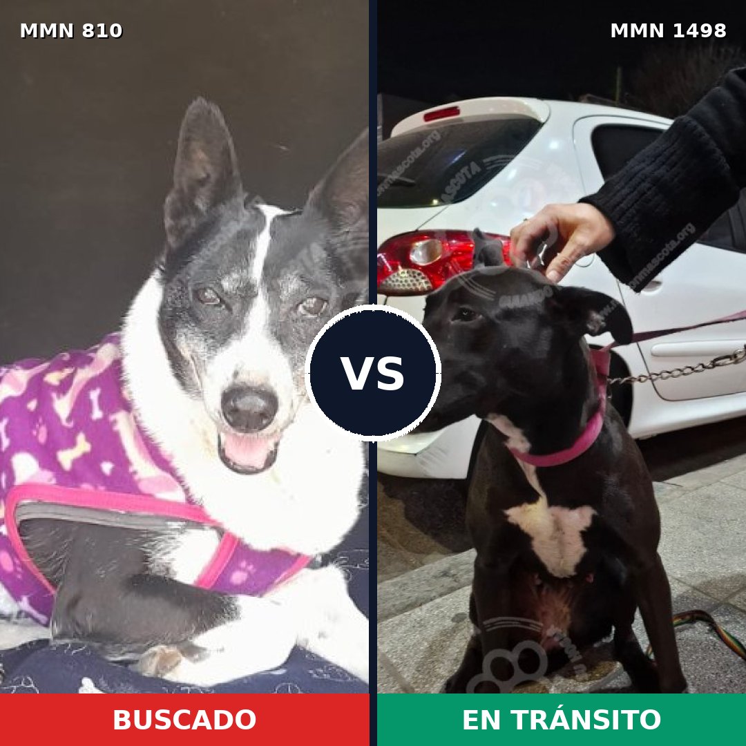 Comparativa MMS 26615: mascota perdida y mascota encontrada, 88% de similitud