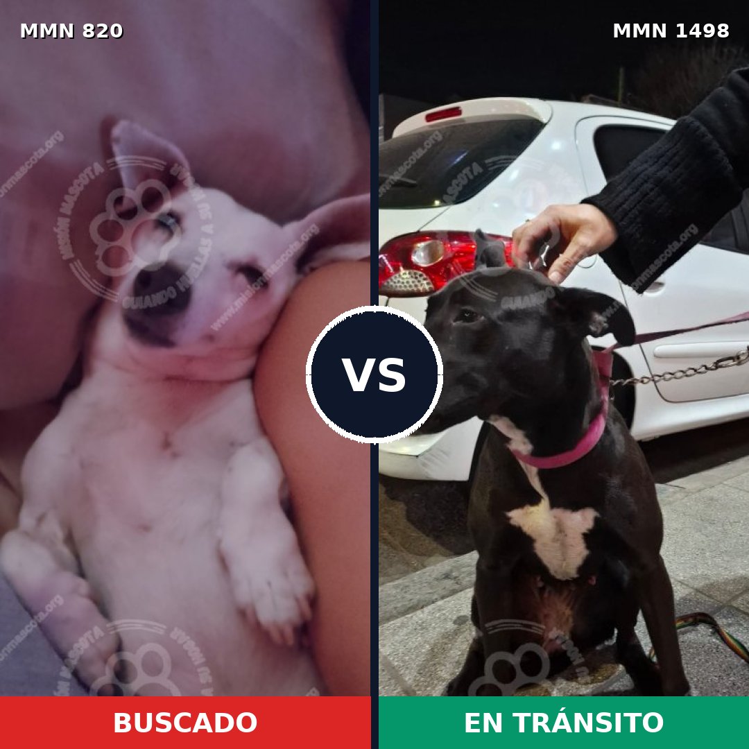 Comparativa MMS 26616: mascota perdida y mascota encontrada, 37% de similitud