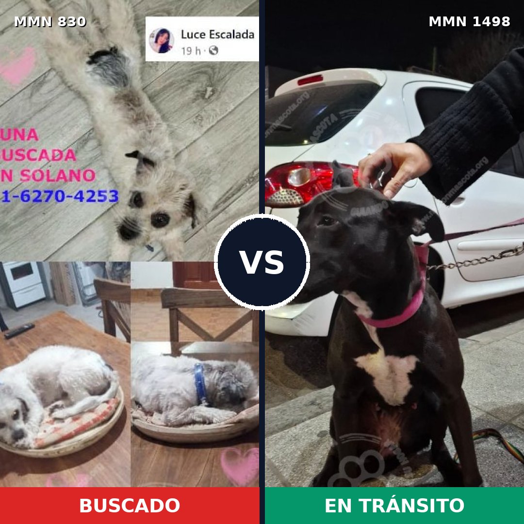 Comparativa MMS 26619: mascota perdida y mascota encontrada, 37% de similitud