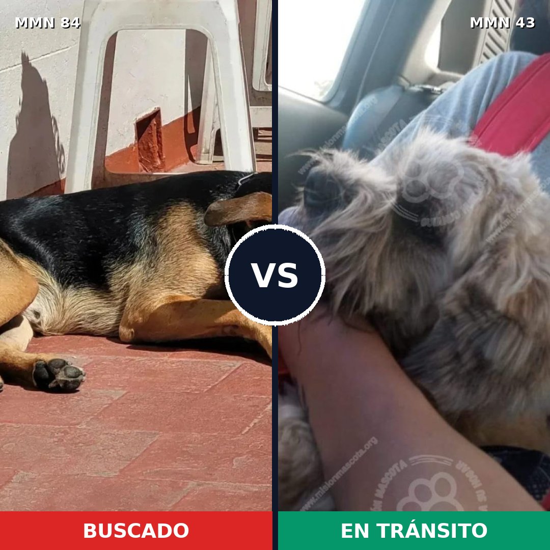 Comparativa MMS 2662: mascota perdida y mascota encontrada, 46% de similitud