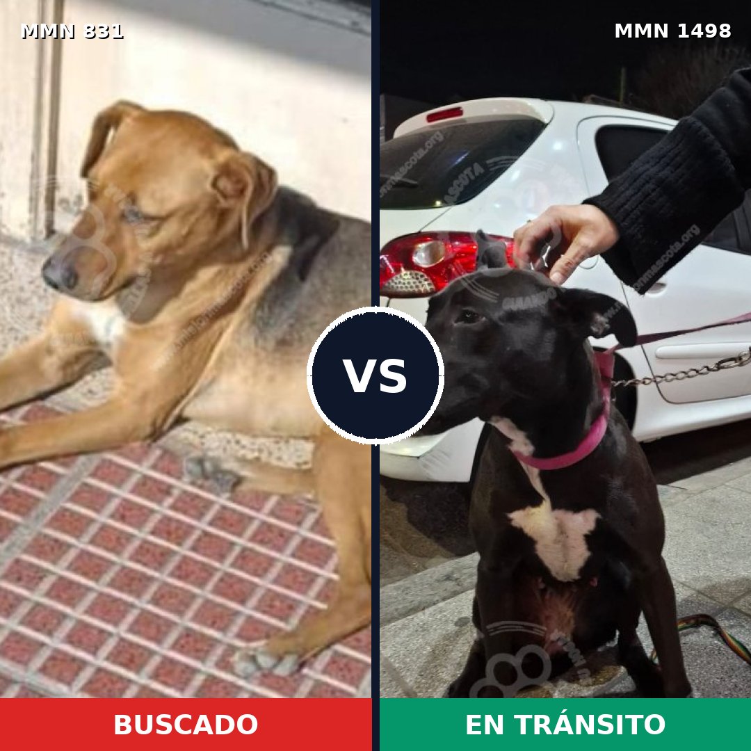 Comparativa MMS 26620: mascota perdida y mascota encontrada, 75% de similitud