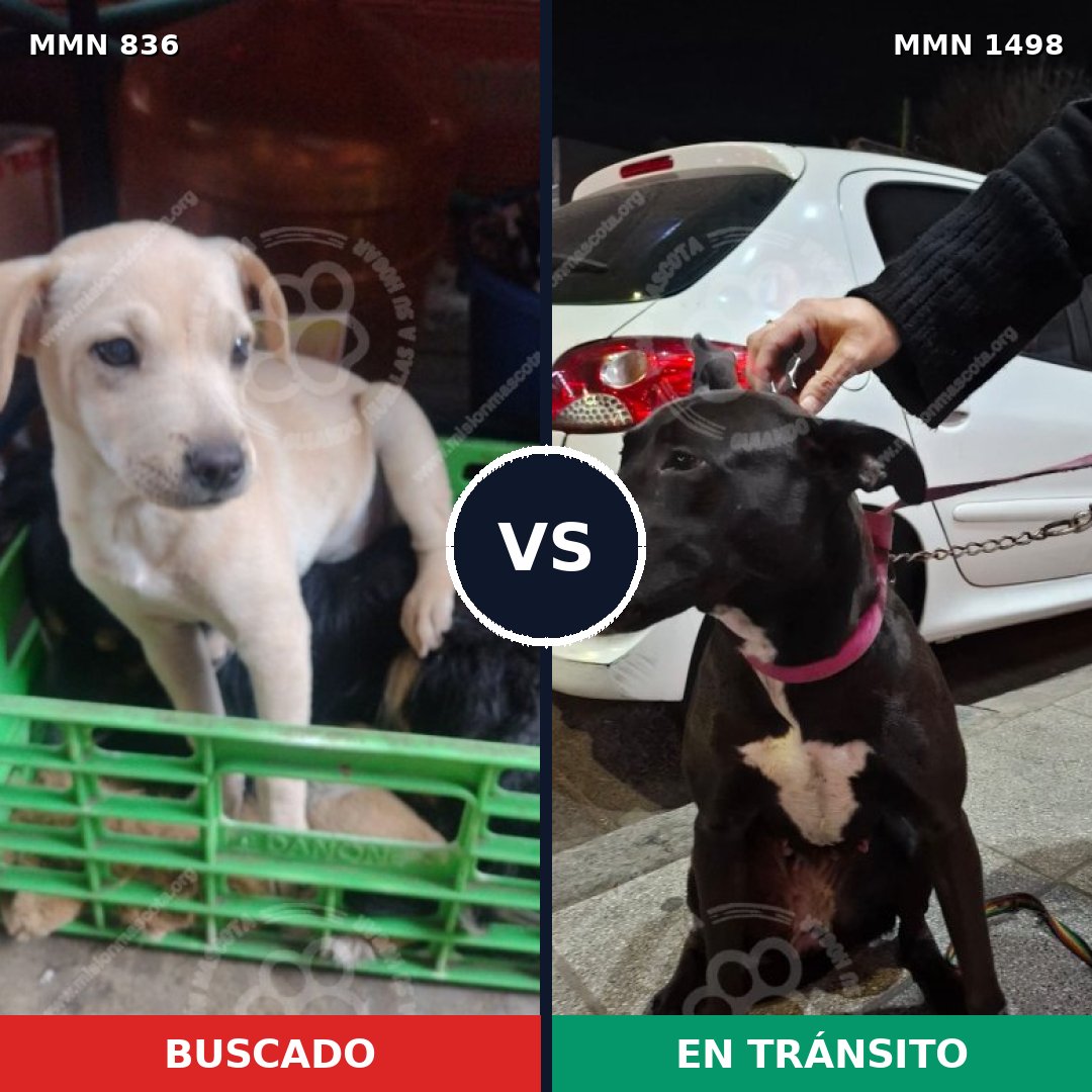 Comparativa MMS 26621: mascota perdida y mascota encontrada, 46% de similitud