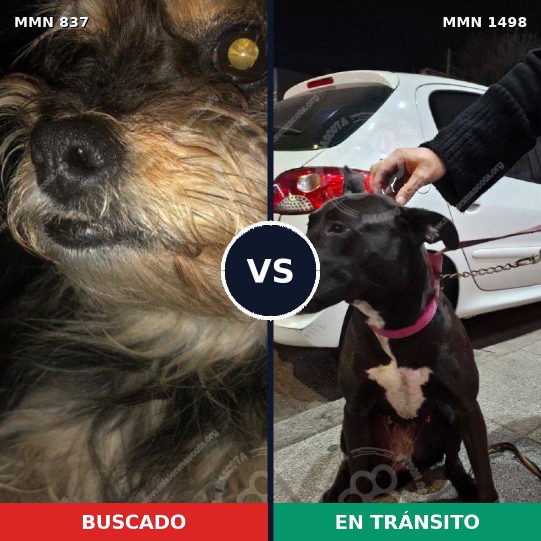 Comparativa MMS 26622: mascota perdida y mascota encontrada, 43% de similitud