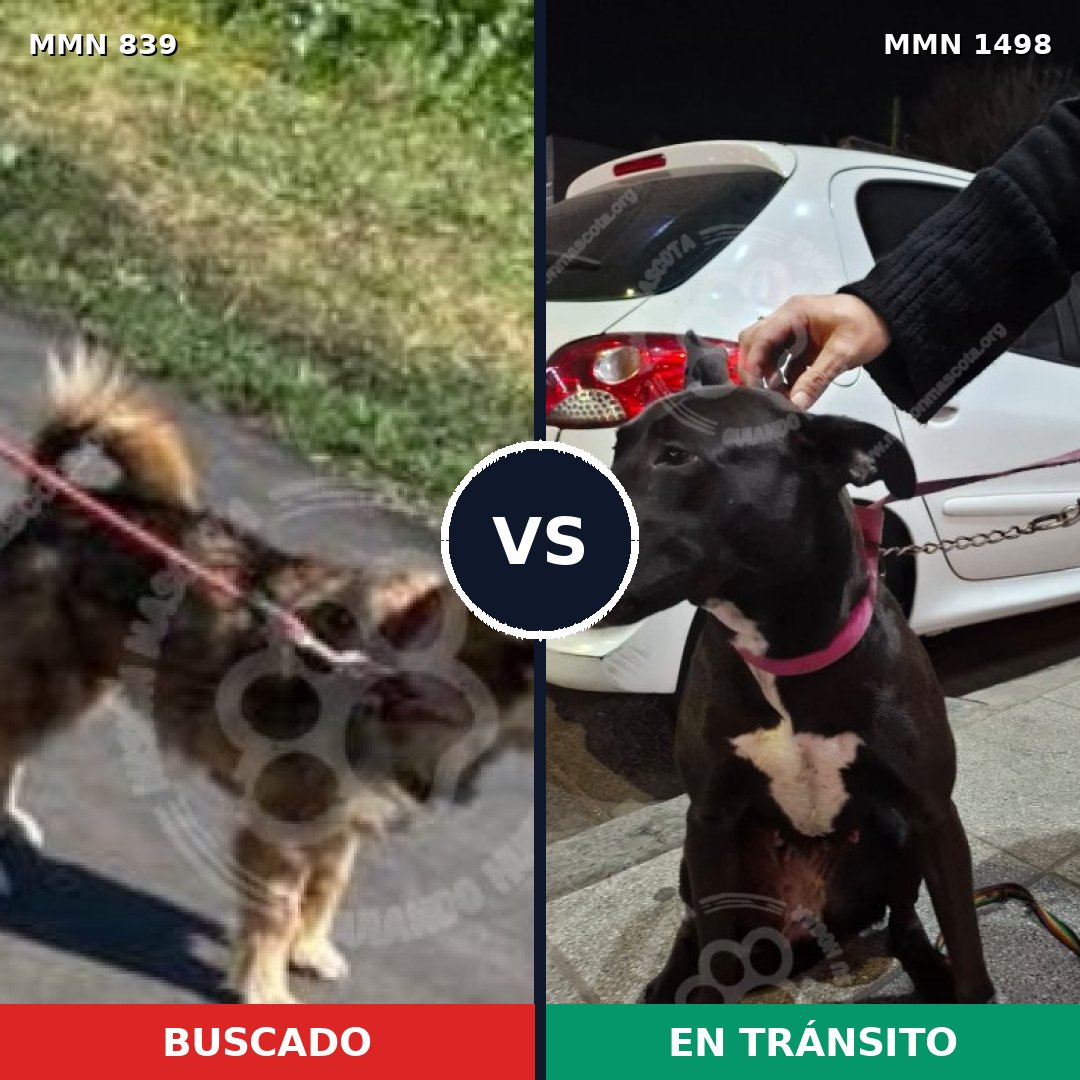 Comparativa MMS 26623: mascota perdida y mascota encontrada, 64% de similitud