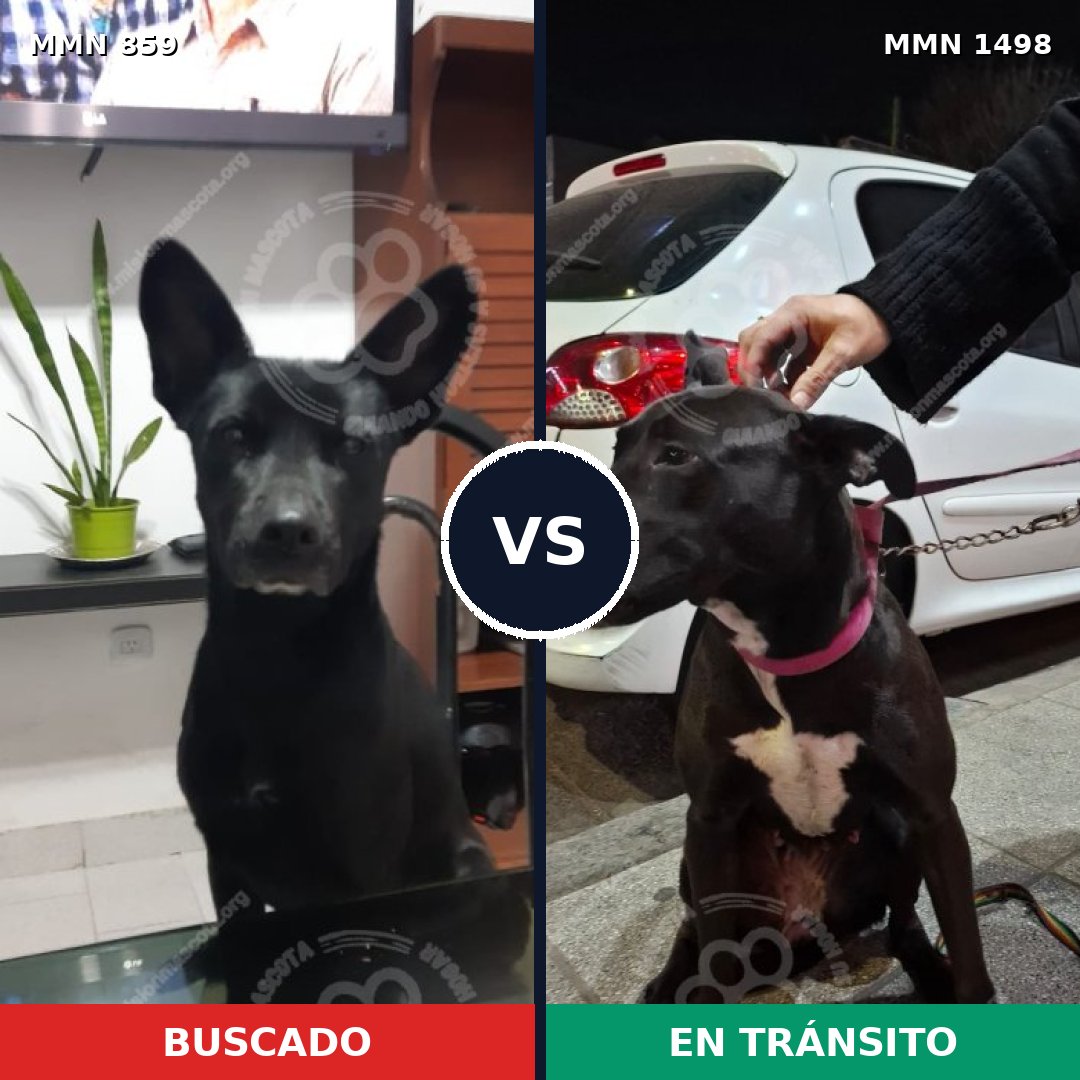 Comparativa MMS 26627: mascota perdida y mascota encontrada, 88% de similitud