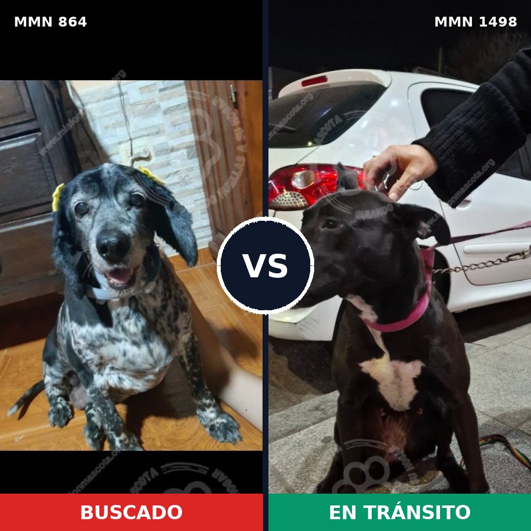 Comparativa MMS 26628: mascota perdida y mascota encontrada, 48% de similitud