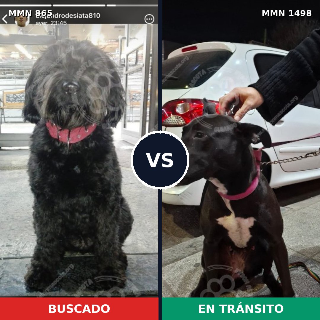 Comparativa MMS 26629: mascota perdida y mascota encontrada, 56% de similitud