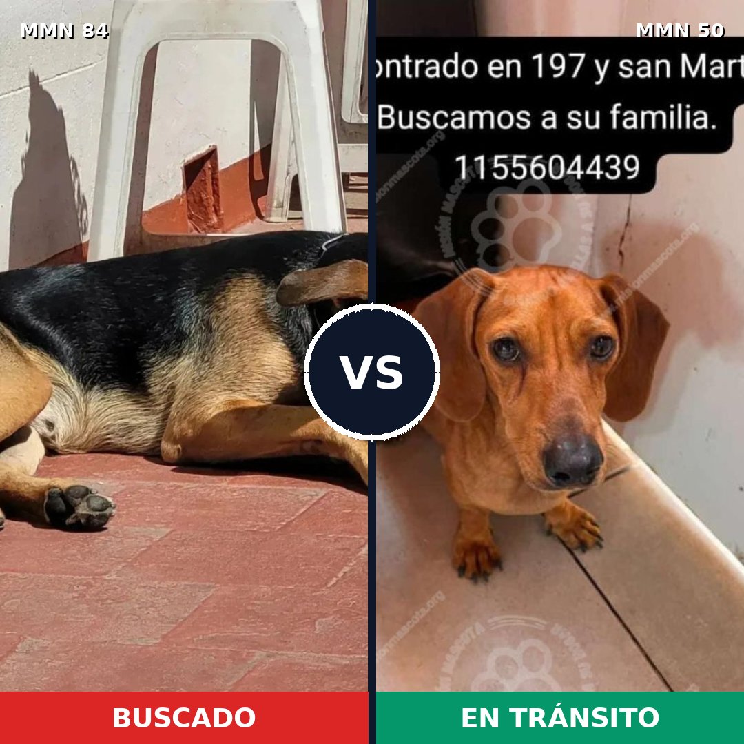 Comparativa MMS 2663: mascota perdida y mascota encontrada, 22% de similitud