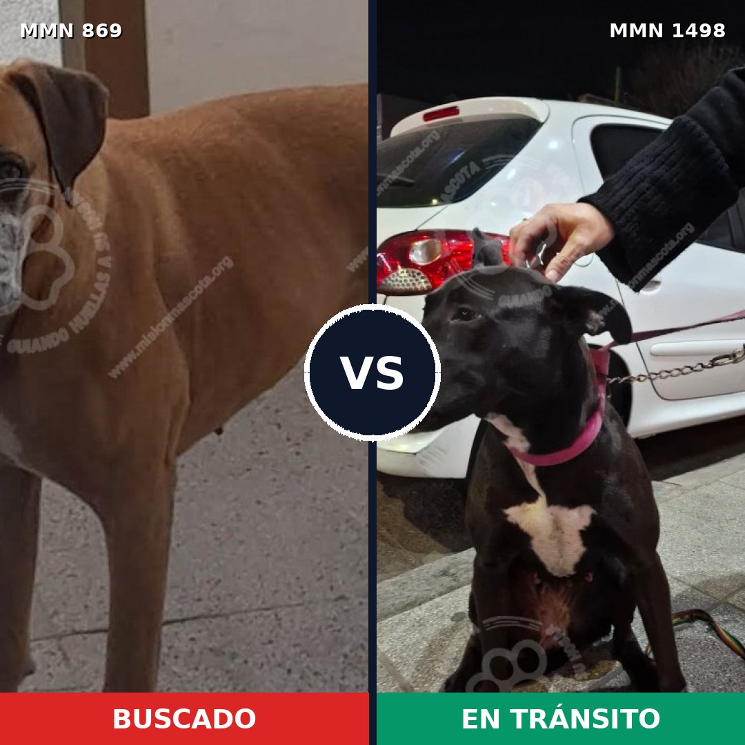 Comparativa MMS 26630: mascota perdida y mascota encontrada, 51% de similitud