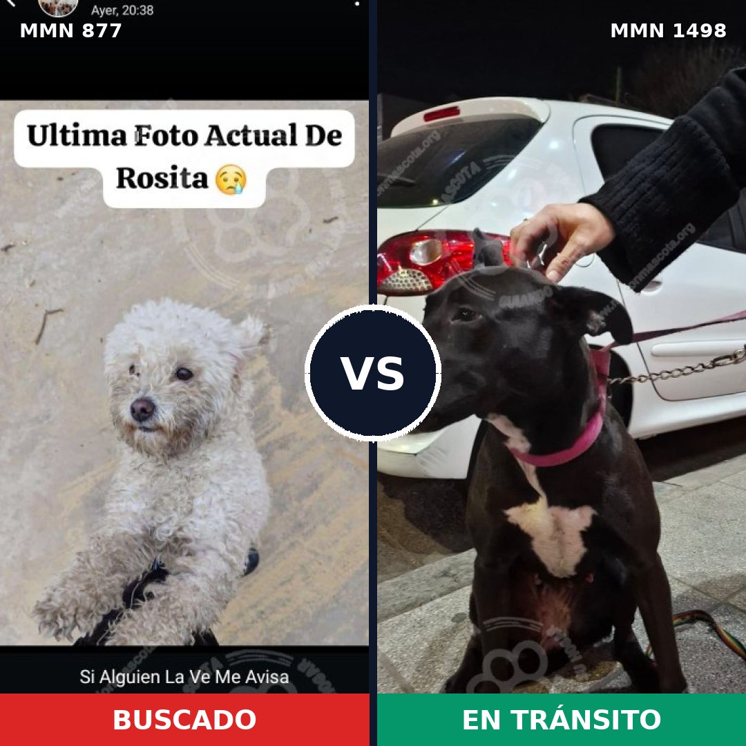 Comparativa MMS 26632: mascota perdida y mascota encontrada, 43% de similitud