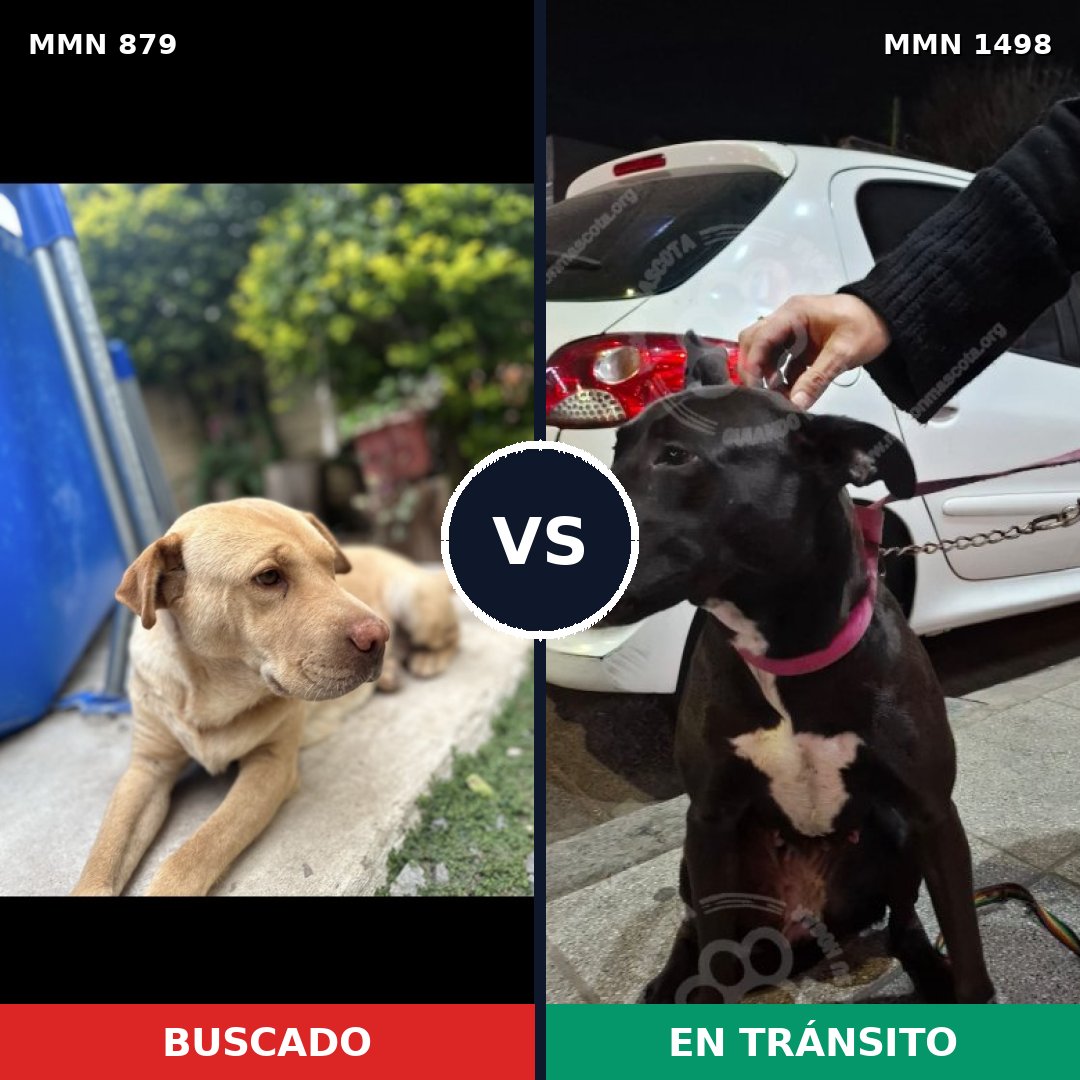 Comparativa MMS 26633: mascota perdida y mascota encontrada, 51% de similitud