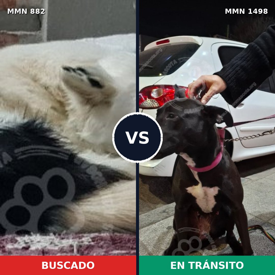 Comparativa MMS 26634: mascota perdida y mascota encontrada, 49% de similitud