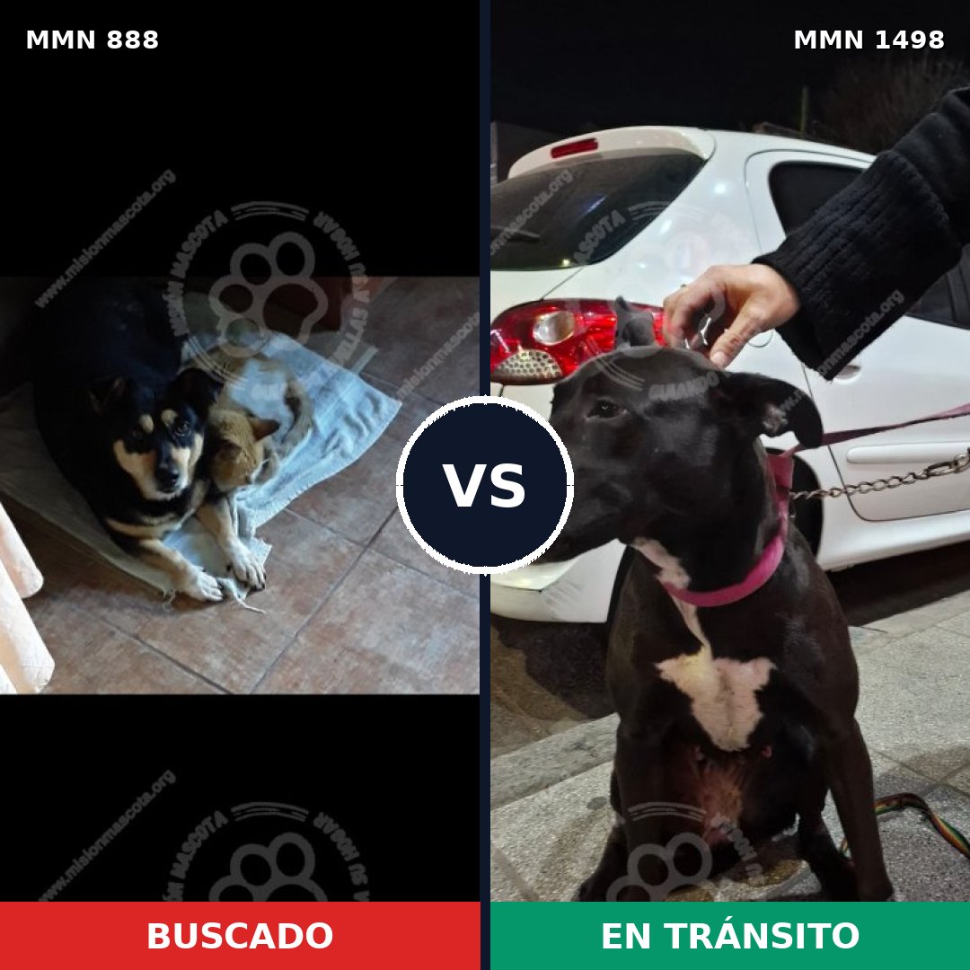 Comparativa MMS 26635: mascota perdida y mascota encontrada, 82% de similitud