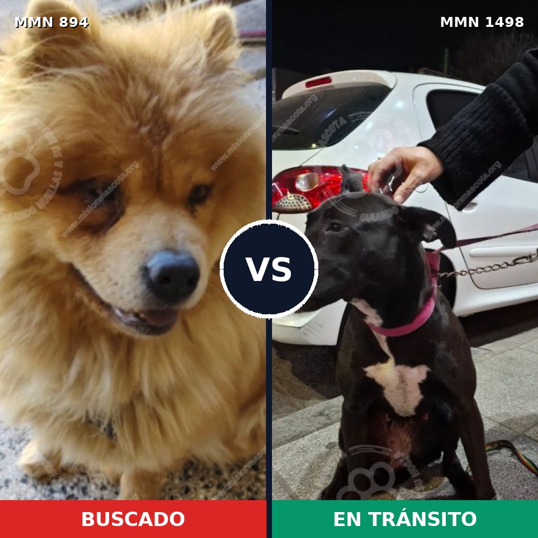 Comparativa MMS 26637: mascota perdida y mascota encontrada, 48% de similitud