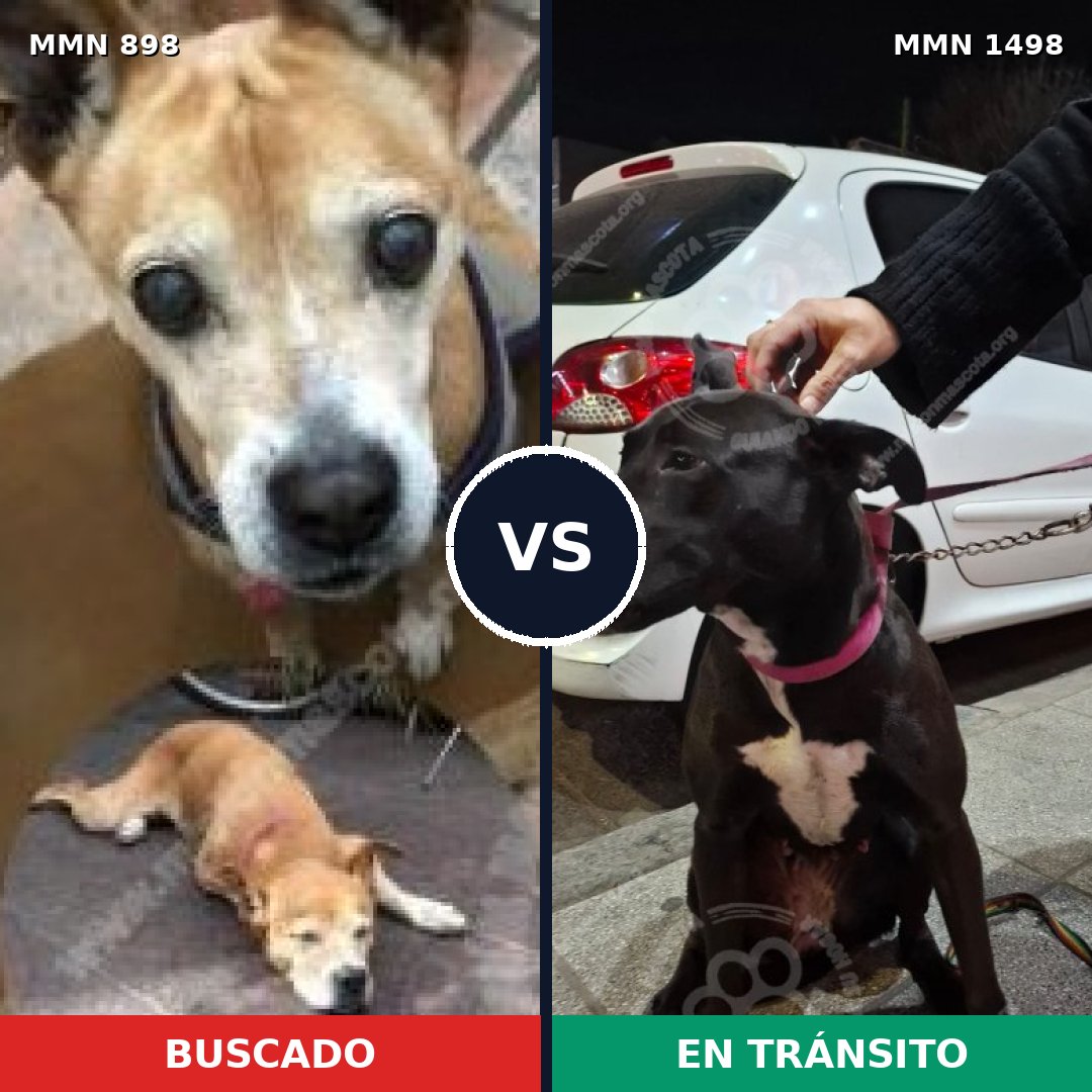 Comparativa MMS 26639: mascota perdida y mascota encontrada, 46% de similitud
