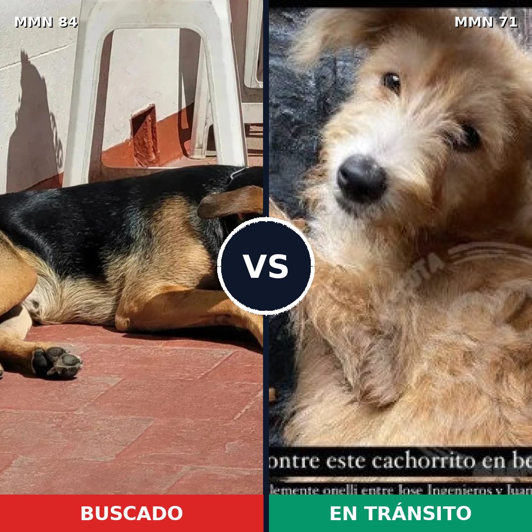 Comparativa MMS 2664: mascota perdida y mascota encontrada, 57% de similitud
