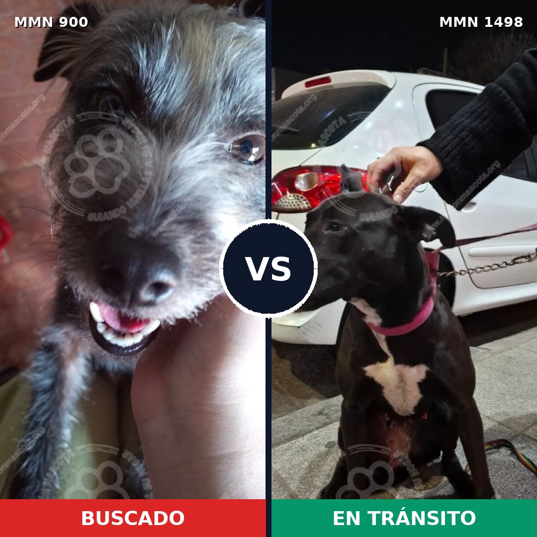 Comparativa MMS 26640: mascota perdida y mascota encontrada, 42% de similitud