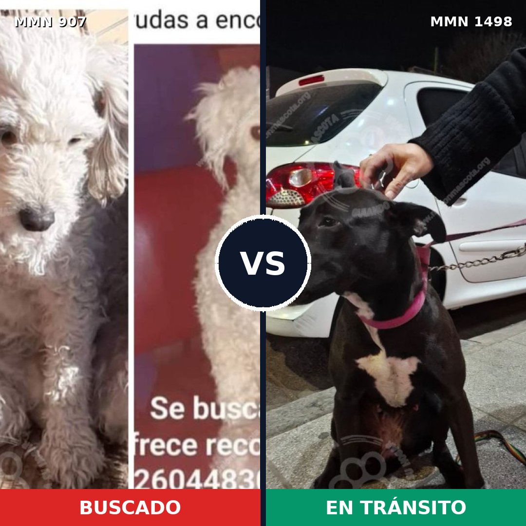 Comparativa MMS 26641: mascota perdida y mascota encontrada, 36% de similitud