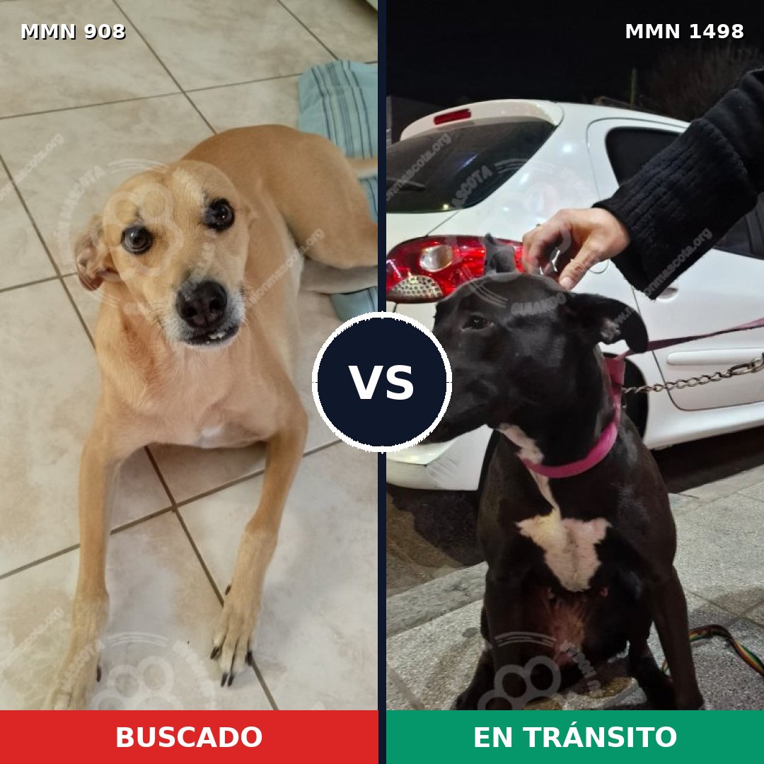 Comparativa MMS 26642: mascota perdida y mascota encontrada, 35% de similitud