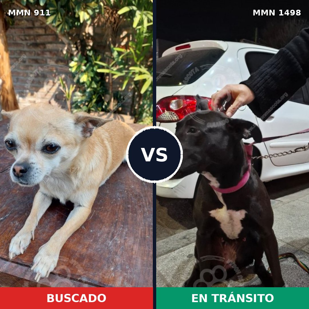 Comparativa MMS 26643: mascota perdida y mascota encontrada, 37% de similitud