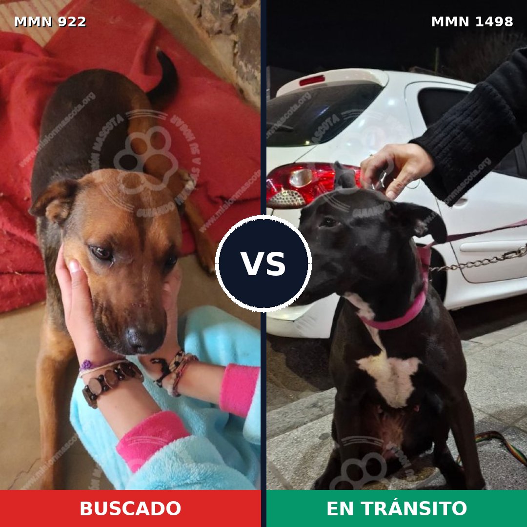 Comparativa MMS 26646: mascota perdida y mascota encontrada, 43% de similitud