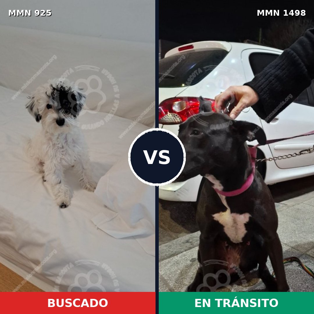 Comparativa MMS 26647: mascota perdida y mascota encontrada, 43% de similitud
