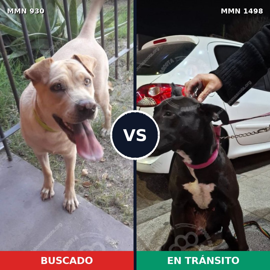Comparativa MMS 26648: mascota perdida y mascota encontrada, 37% de similitud