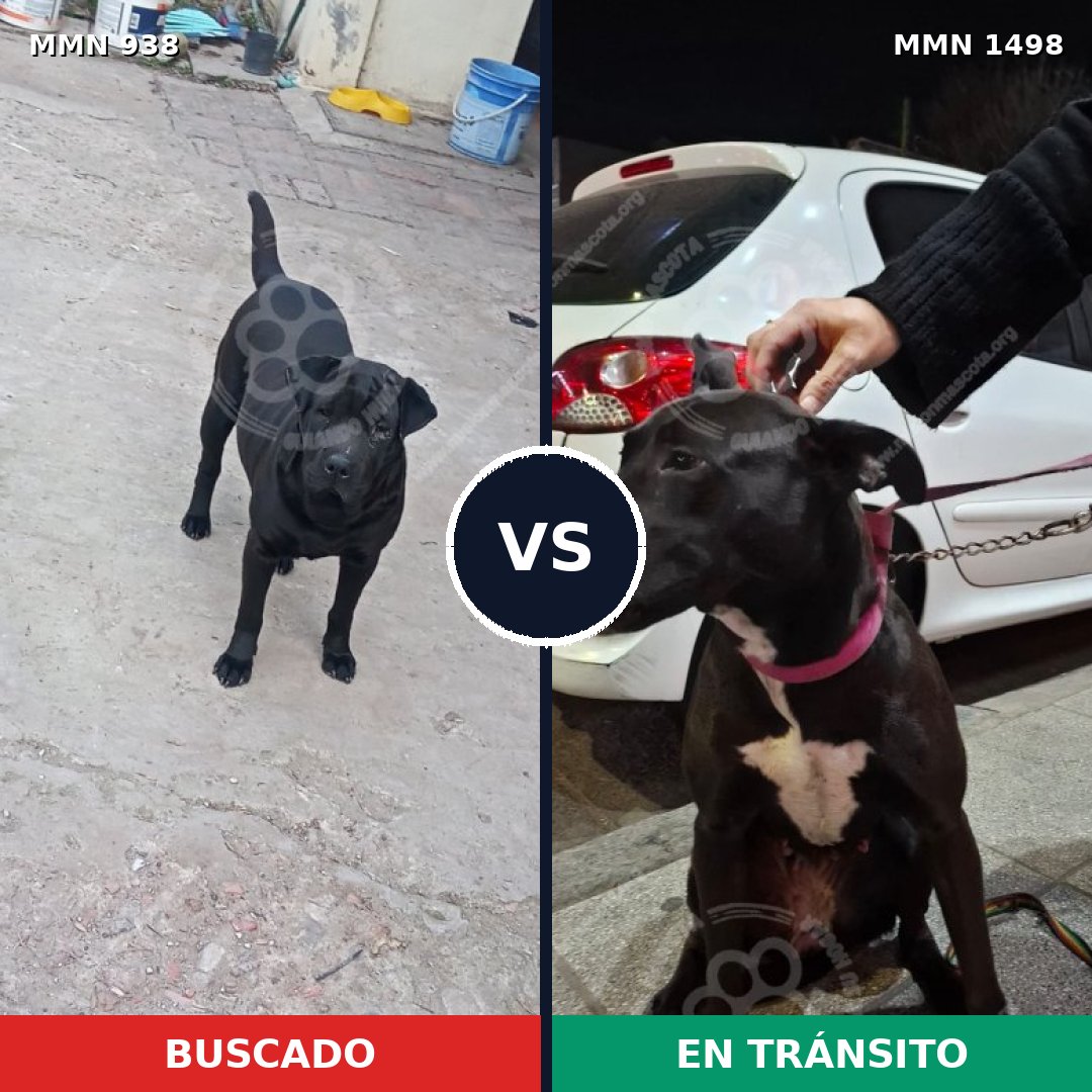 Comparativa MMS 26649: mascota perdida y mascota encontrada, 57% de similitud